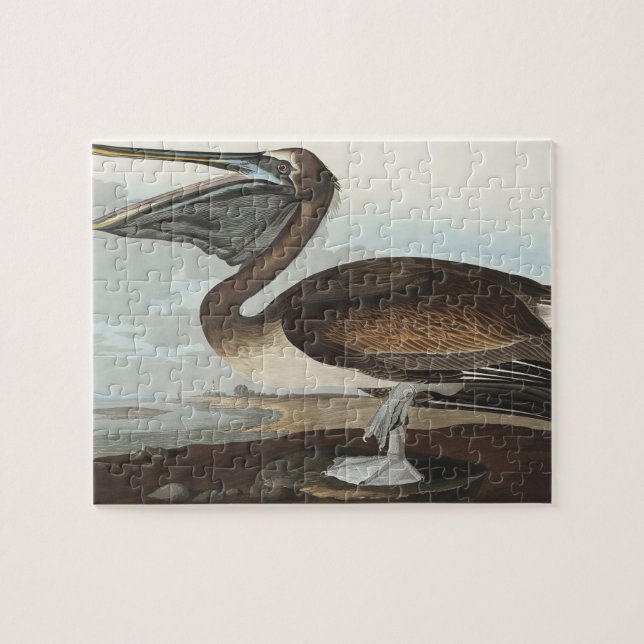 Brawn Pelican from Birds America (Horizontal)