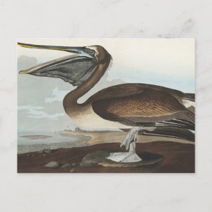 Brawn Pelican from Birds America Postkarte