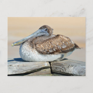 Brawn Pelican Resting Postkarte