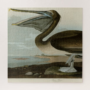 Brawn Pelican von Audubons Vögeln von Amerika