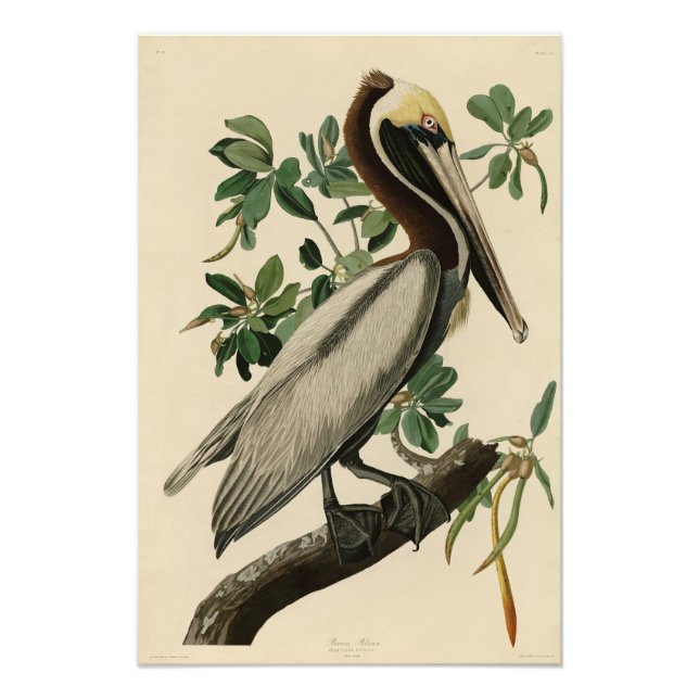 Brawn Pelican von Audubons Vögeln von Amerika Fotodruck (Vorne)