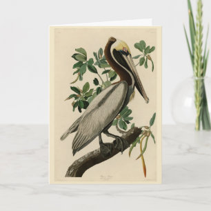 Brawn Pelican von Audubons Vögeln von Amerika Karte