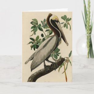 Brawn Pelican von Audubons Vögeln von Amerika Karte
