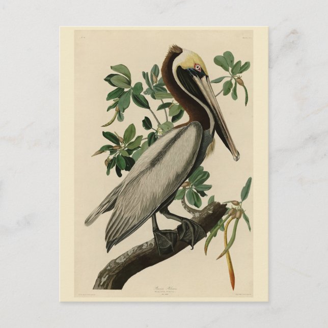 Brawn Pelican von Audubons Vögeln von Amerika Postkarte (Vorderseite)