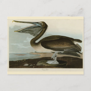 Brawn Pelican von Audubons Vögeln von Amerika Postkarte