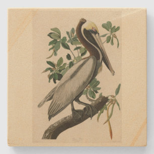 Brawn Pelican von Audubons Vögeln von Amerika Steinuntersetzer