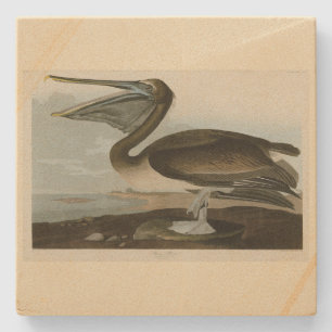 Brawn Pelican von Audubons Vögeln von Amerika Steinuntersetzer
