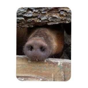 Brawn Pig Poking Snout durch rustikalen Zaun Magnet