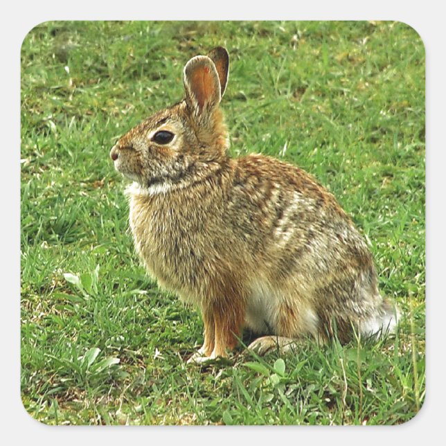 Brawn Rabbit Quadratischer Aufkleber (Vorderseite)