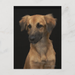 Brawn Resourhund mit schwarzer Nase auf schwarz Postkarte