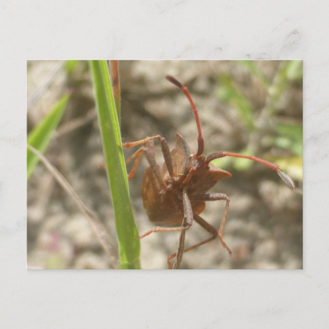 Brawn Shield Bug Nah Up DIY Postkarte (Vorderseite)