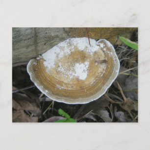 Brawn Tan Bracket Fungus Postkarte