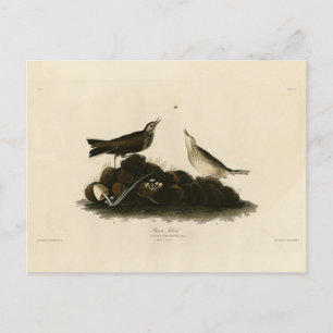 Brawn Titlark (Pipit) Audubons Vögel von Amerika Postkarte