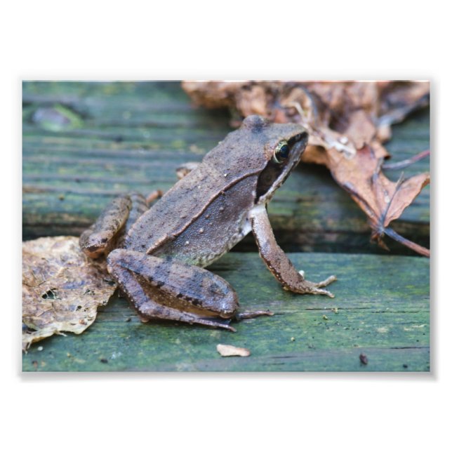 Brawn Wood Frog Fotodruck (Vorne)
