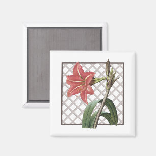 BRAZILIAN AMARYLLIS MAGNET