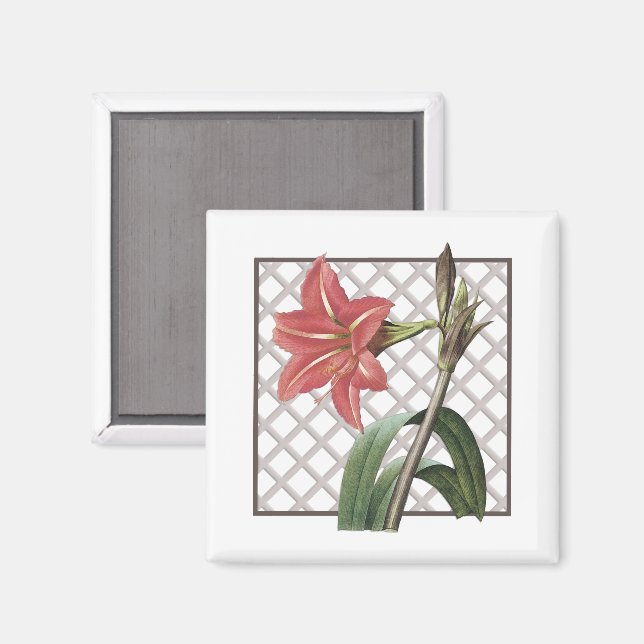 BRAZILIAN AMARYLLIS MAGNET (Vorderseite/Rückseite)