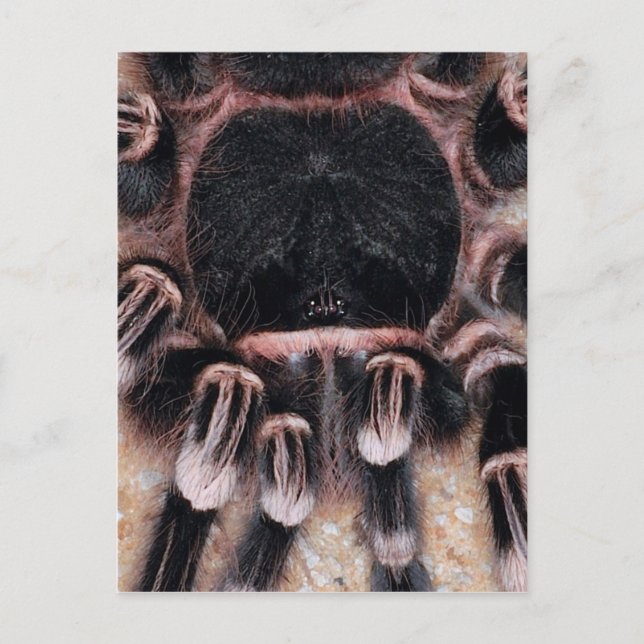 Brazilian White Knee Tarantula Postkarte (Vorderseite)