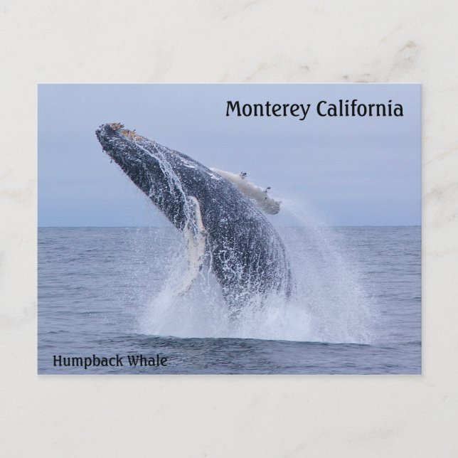 Break Humpback Whale Calf Postkarte (Vorderseite)