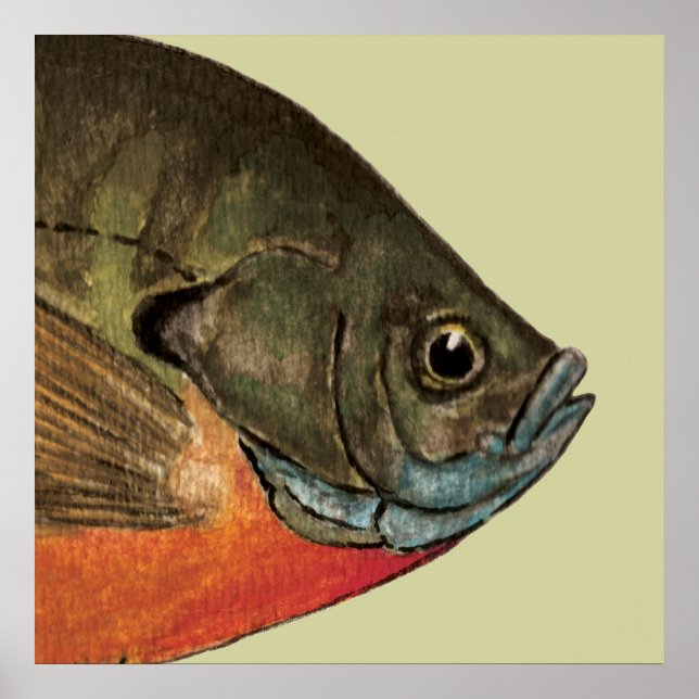 Bream Fishing Poster (Vorne)