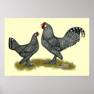 Breda Chickens Cuckoo Poster