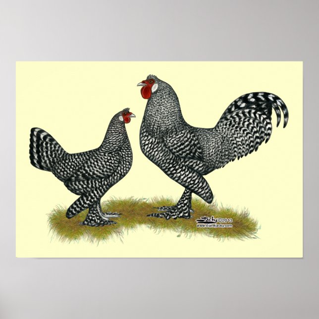 Breda Chickens Cuckoo Poster (Vorne)