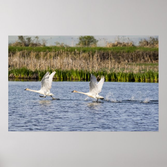 Breeding pair of tundra swans takeoff for poster (Vorne)