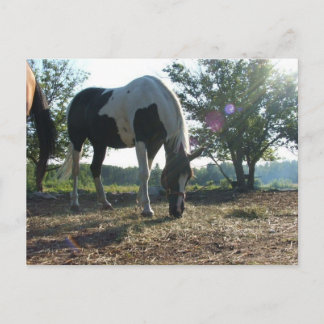 Breezy Sunbeams Postkarte