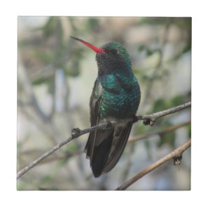 Breit-berechneter Kolibri Fliese