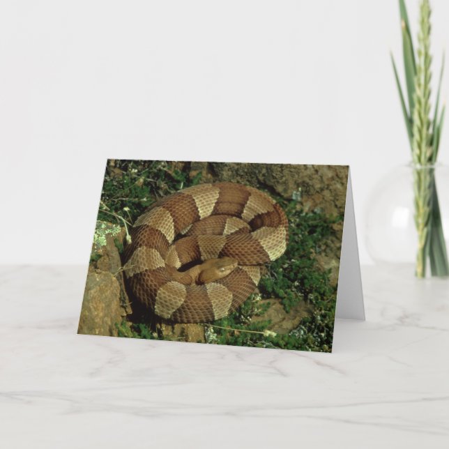 breit-mit einem Band versehene copperhead Karte (Vorderseite)
