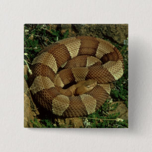 breit-mit einem Band versehener copperhead Button