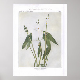 Breitblättrige Pfeilspitze - Sagittaria latifolia Poster