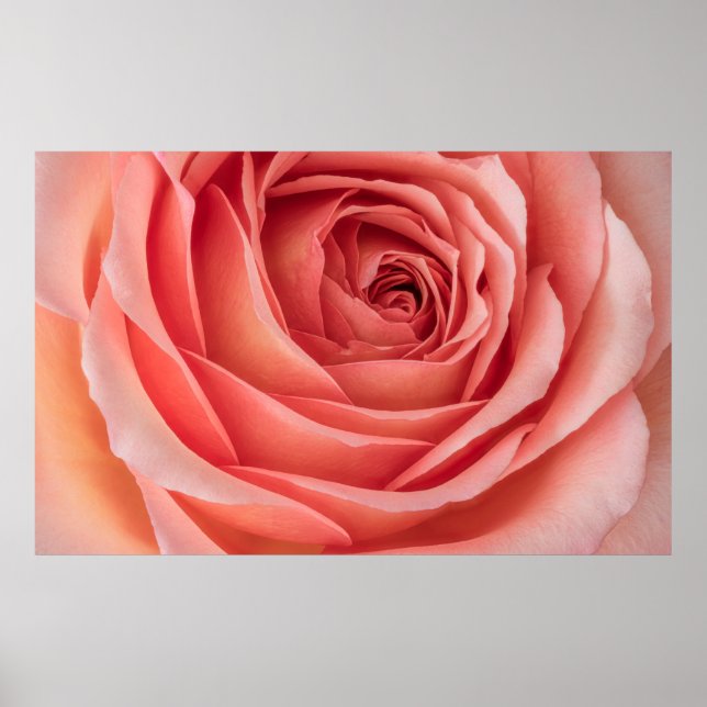 breite offene orange rosa Rosenblüte Innenherz Poster (Vorne)