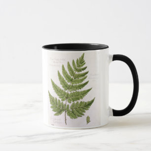 Breiter Stachelig-gezahnter Stopfen-Farn, gemalt Tasse
