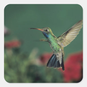 Breitschnabelkolibri, Cynanthus Quadratischer Aufkleber