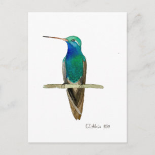 Breitschnabelkolibri Postkarte