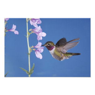 Breitschwanzkolibri, Selasphorus Fotodruck