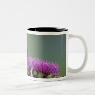 Breitschwanzkolibri, Selasphorus Zweifarbige Tasse
