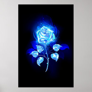 Brennende blaue Rose Poster