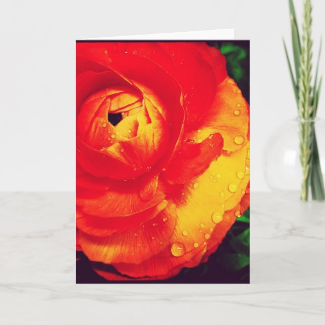 Brennende orange Ranunculus-Raum-Gruß-Karte Karte (Vorderseite)