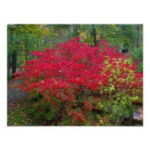 Brennendes Bush Fotodruck