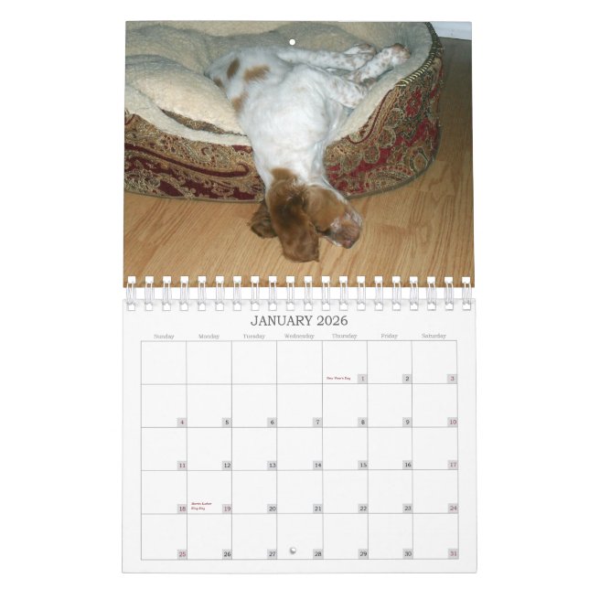 Bretagne-Welpen 2011 Kalender (Jan 2026)