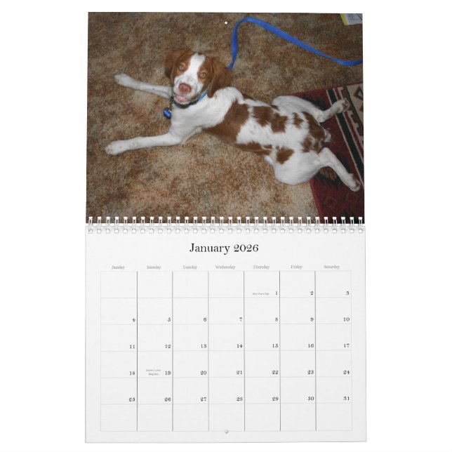 Bretagne-Welpen-Kalender 2009 Kalender (Jan 2026)