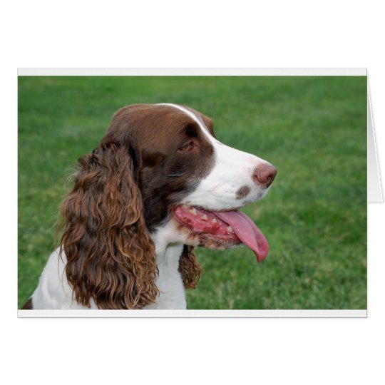 BretagneSpaniel Karte