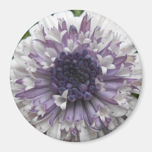 Brett Magnet (Vorne)