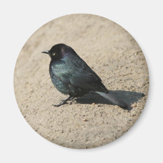 Brewer's Blackbird Magnet