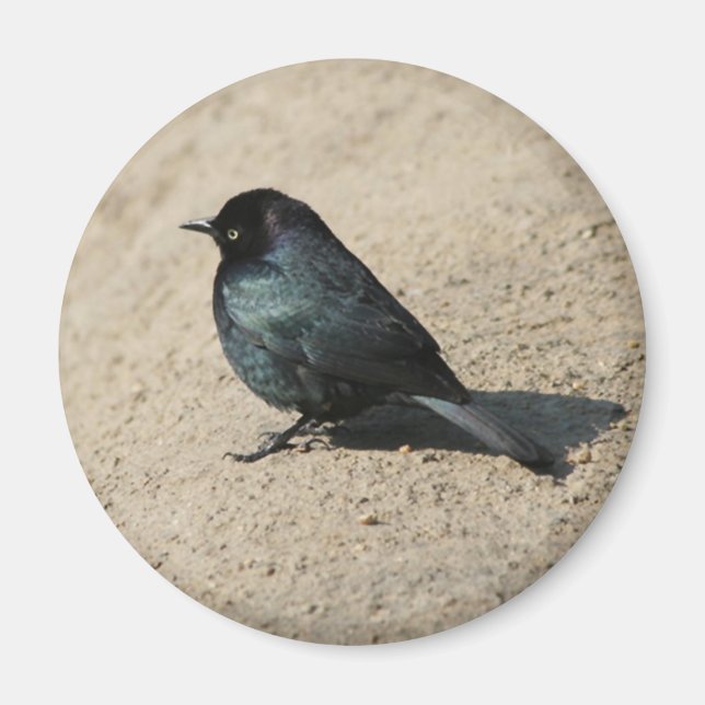 Brewer's Blackbird Magnet (Vorne)