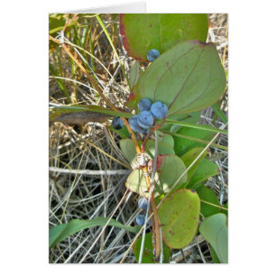 Briar Bull (Smilax rotundifolia) & Vin Berries