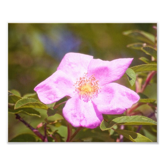 Briar Rose Fotodruck (Vorne)