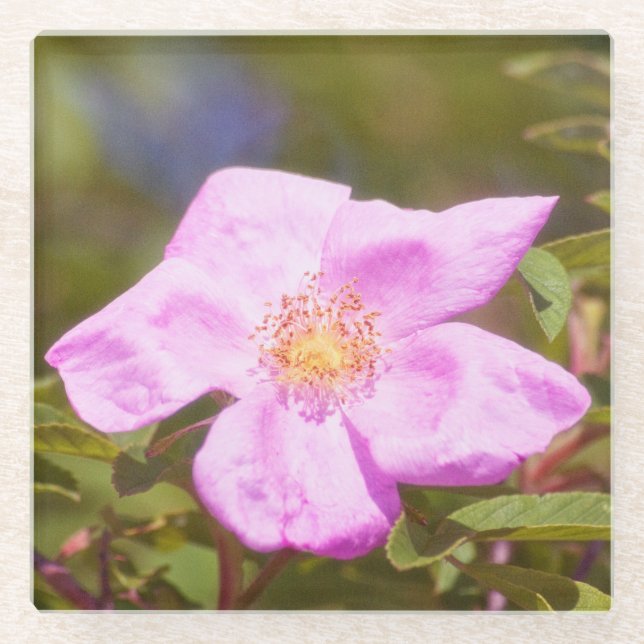 Briar Rose Glasuntersetzer (Vorderseite)