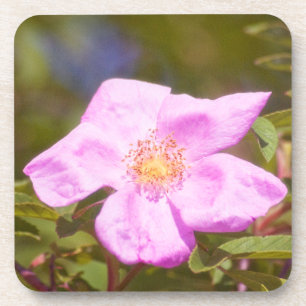 Briar Rose Untersetzer